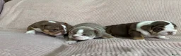 English Bulldog dogs for sale: English Bulldog Puppies - Advert 10
