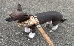Mixed Breed dogs for sale: Beautiful hairless little boy chihuahua  - Advert 4