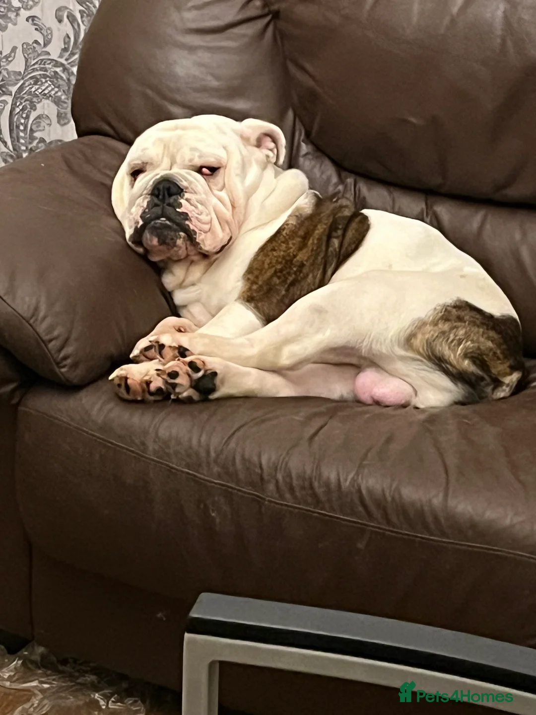 English Bulldog dogs for sale: Reluctant sale following husbands death. - Advert 5