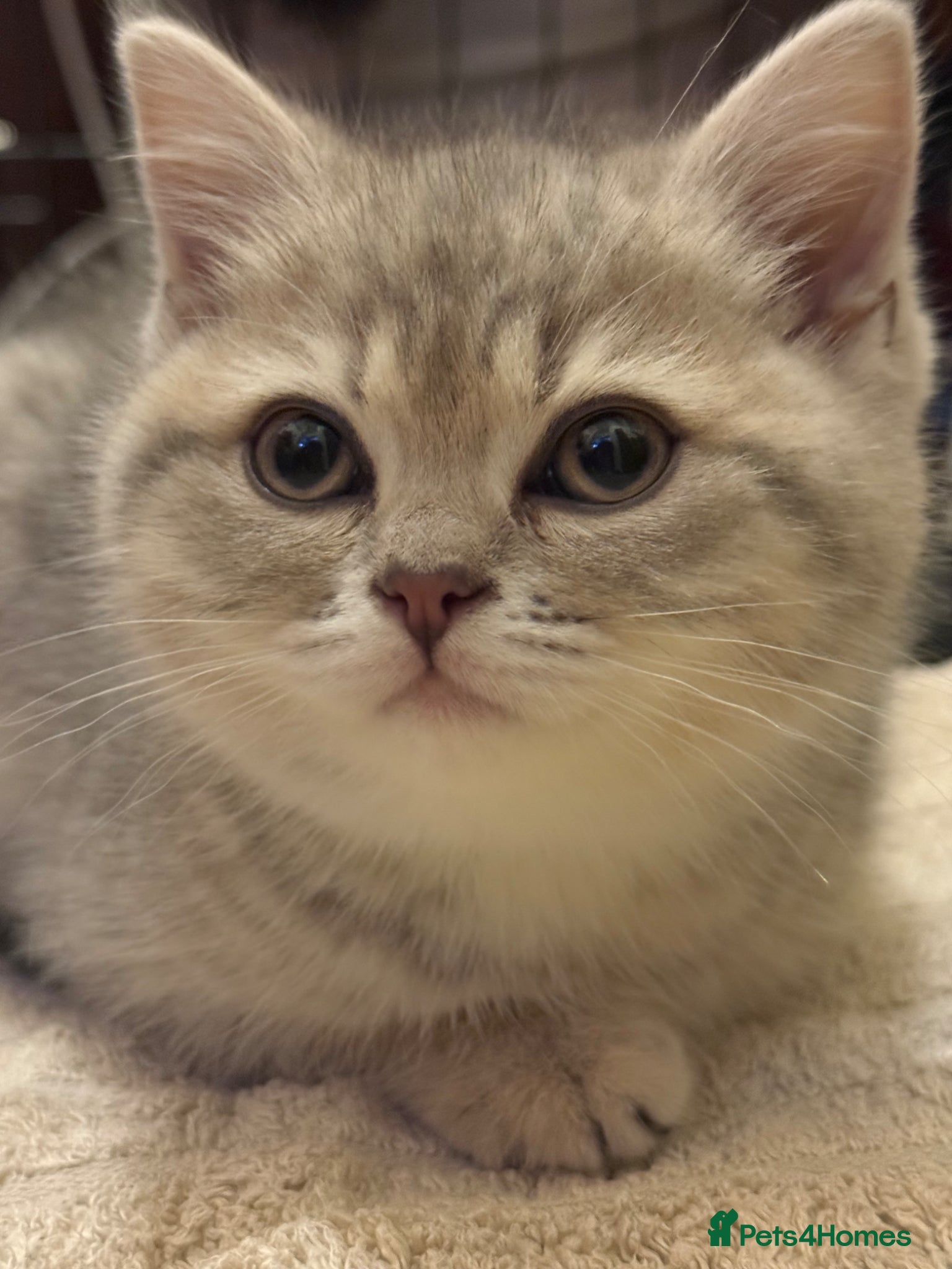 British Shorthair cats Lilac golden British shorthair kitten - Advert 2