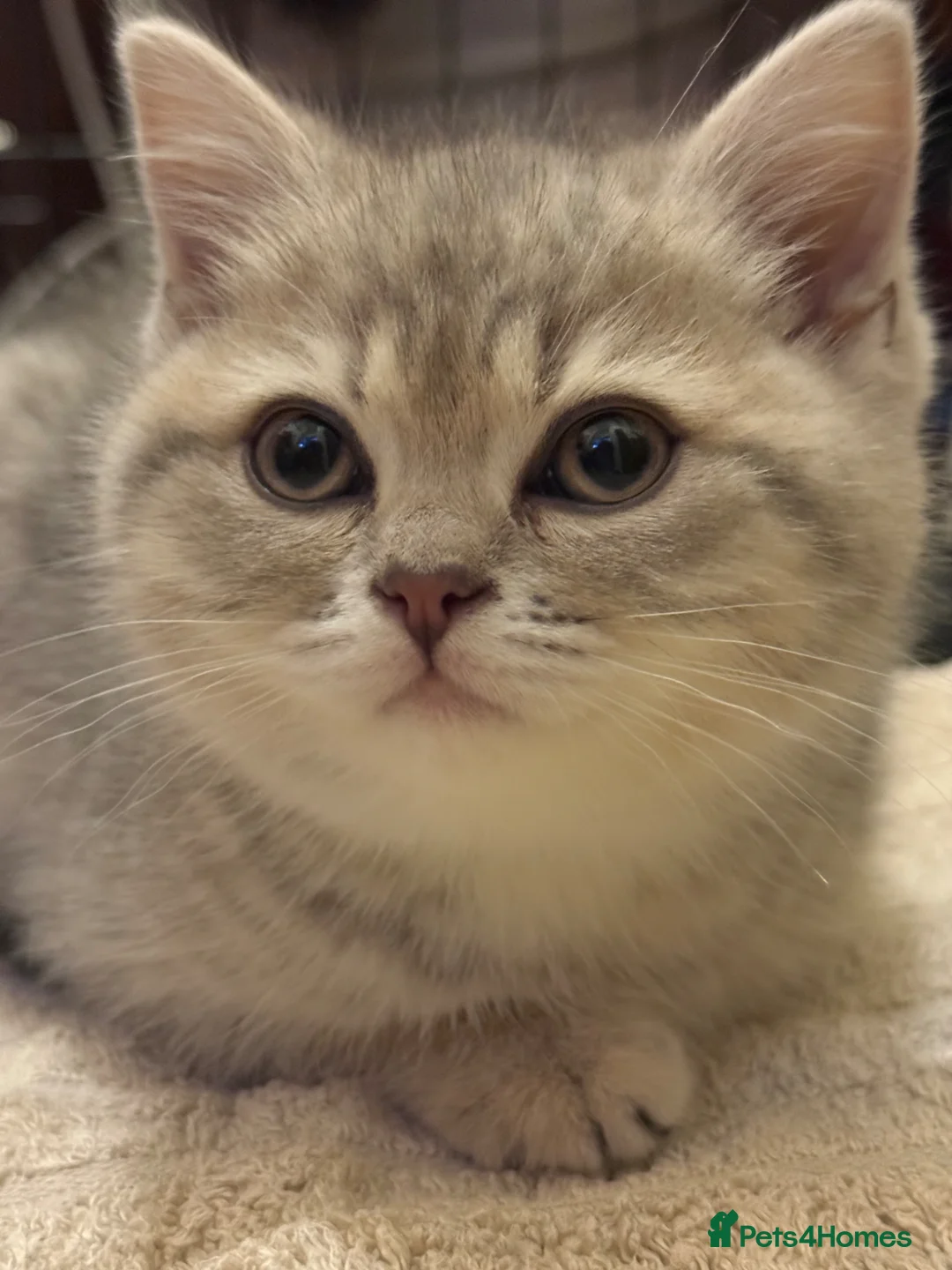 British Shorthair cats for sale: Lilac golden British shorthair kitten - Advert 1