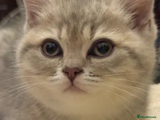 British Shorthair cats Lilac golden British shorthair kitten - Advert 1