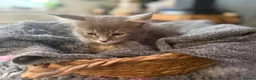 Maine Coon cats for sale: Beautiful Maine Coon kittens **READY NOW*** - Advert 7