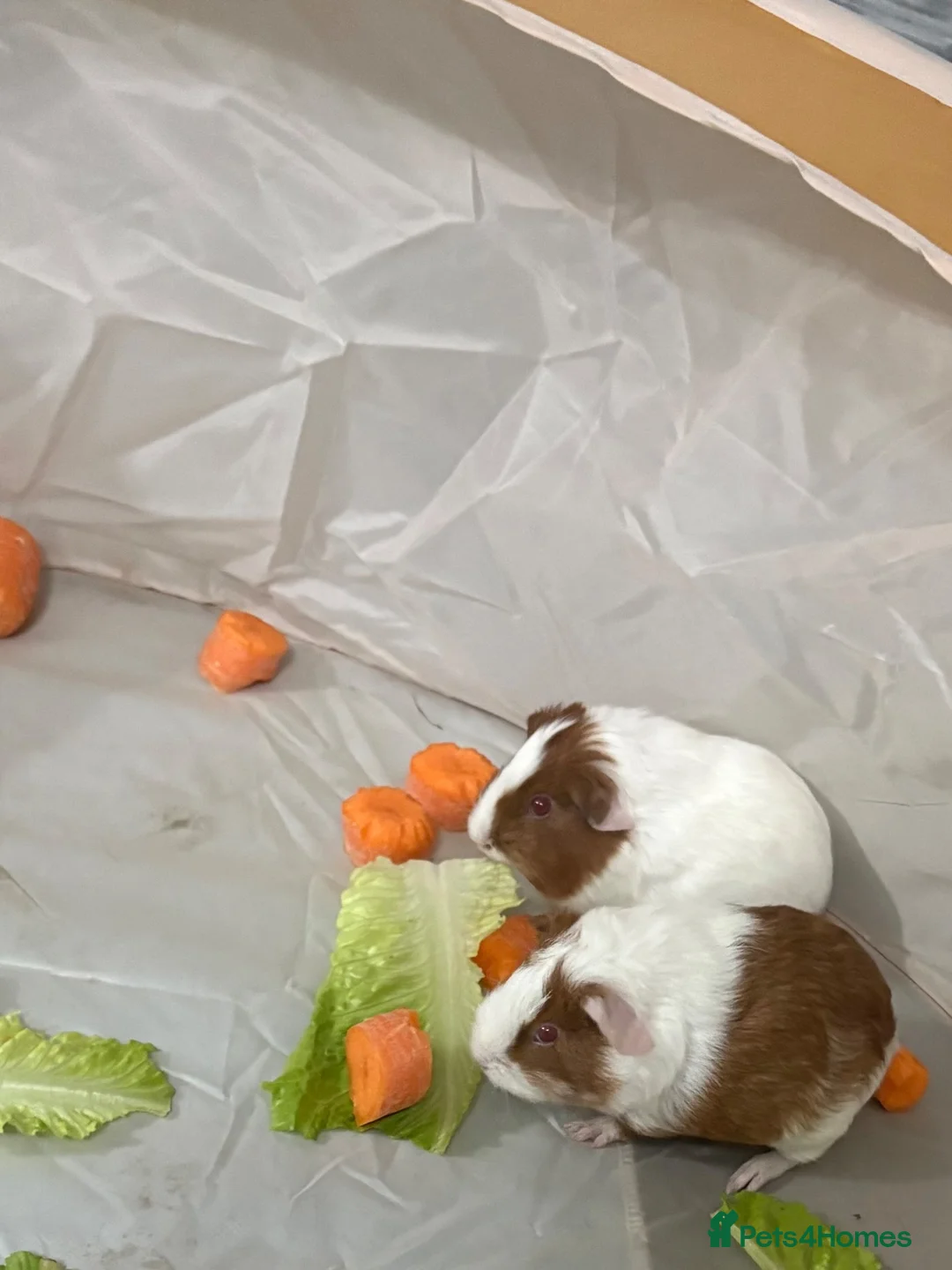 Guinea Pig rodents for sale: Male guinea pigs - Advert 1