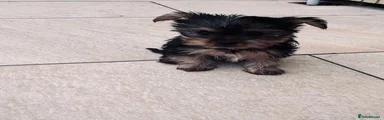  Mini Yorkshire Terrier 