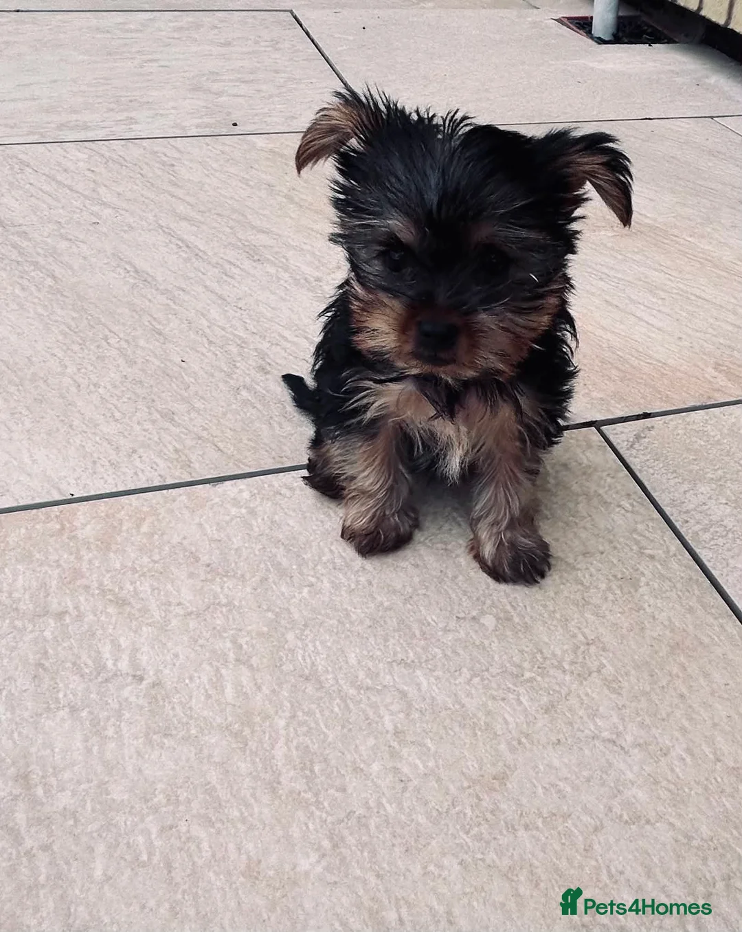 Yorkshire Terrier dogs for sale: Mini Yorkshire terrier pupies ready to leave in Peterborough - Advert 2