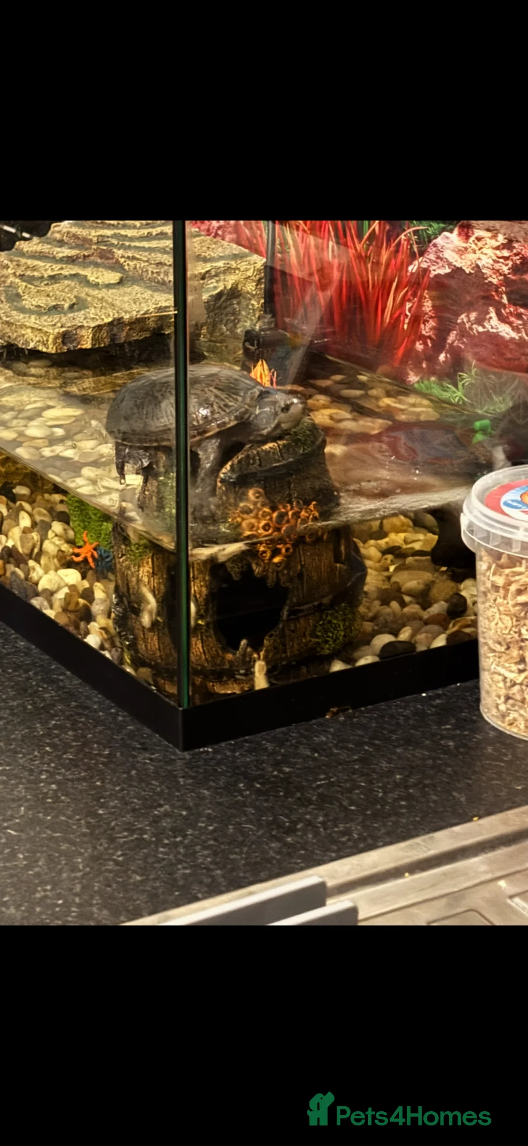 Turtle reptiles for sale: 3 year old musk turtle  in Barnsley - Advert 2