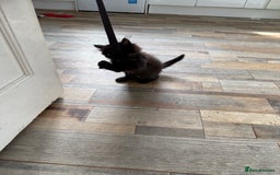 British Longhair cats for sale: Wonderful litter of black kittens. - Image 4