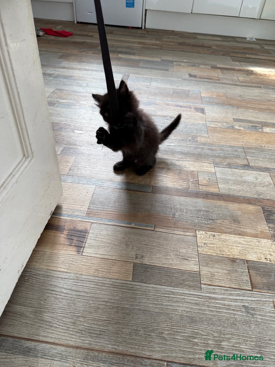 British Longhair cats for sale: Wonderful litter of black kittens. - Image 4