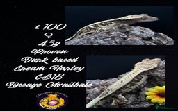 Gecko reptiles for sale: High End Various Crested Geckos for Sale - Advert 3