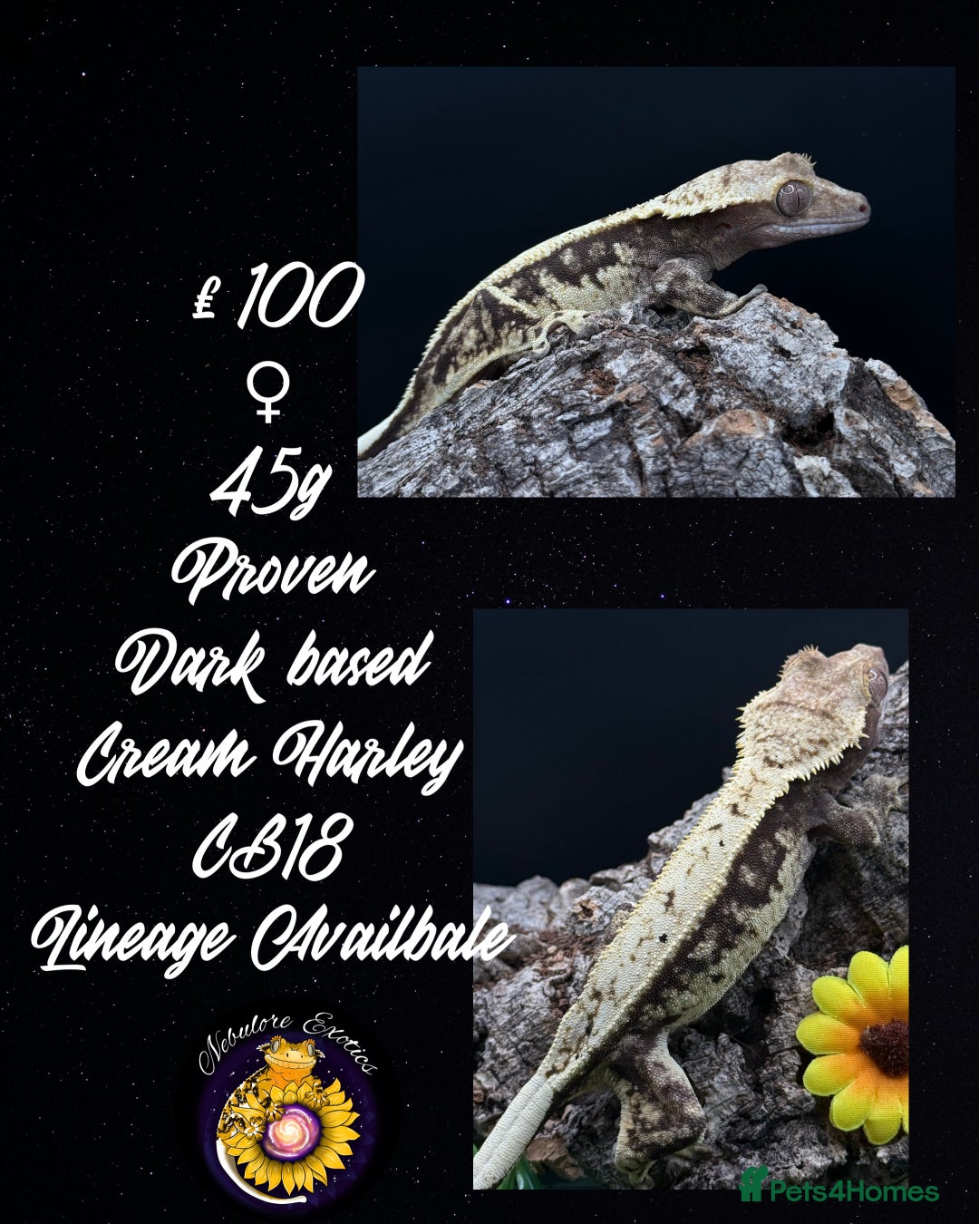 Gecko reptiles for sale: High End Various Crested Geckos for Sale - Advert 3