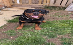 Rottweiler dogs for stud: Proven big boy ready for stud - Image 4