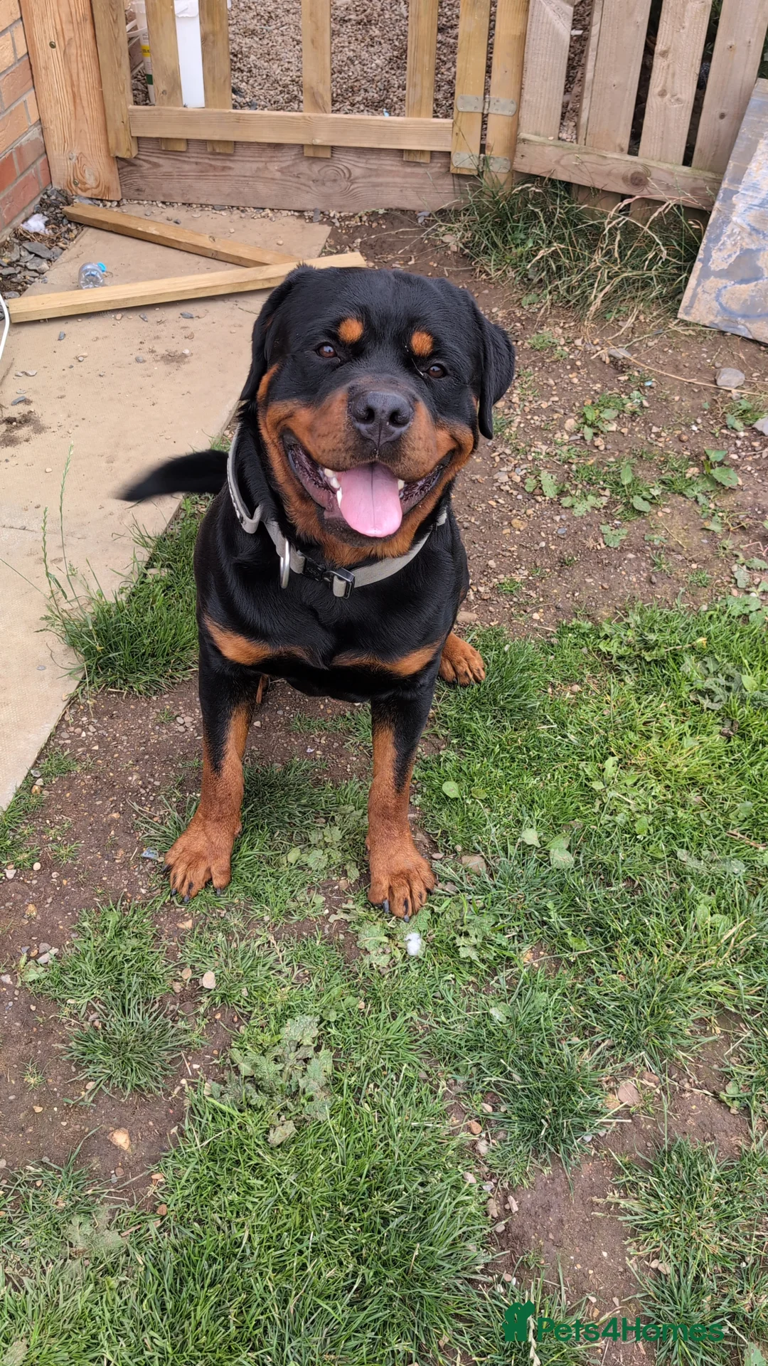 Rottweiler dogs for stud: Proven big boy ready for stud - Advert 13