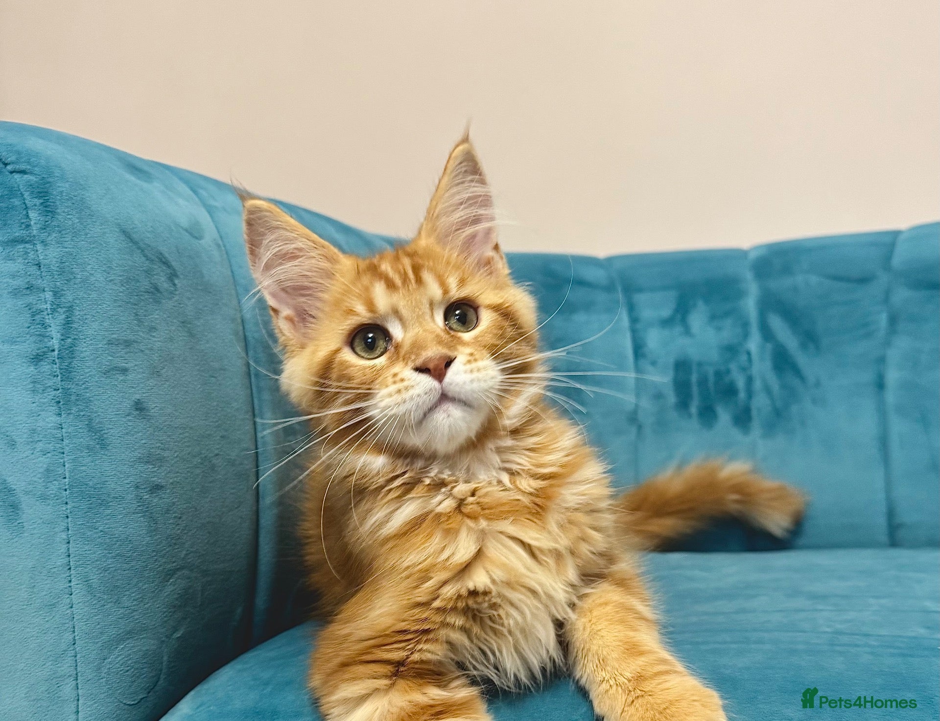 Maine Coon cats for sale: TICA Pedigree Registered Maine Coon Kittens - Advert 1