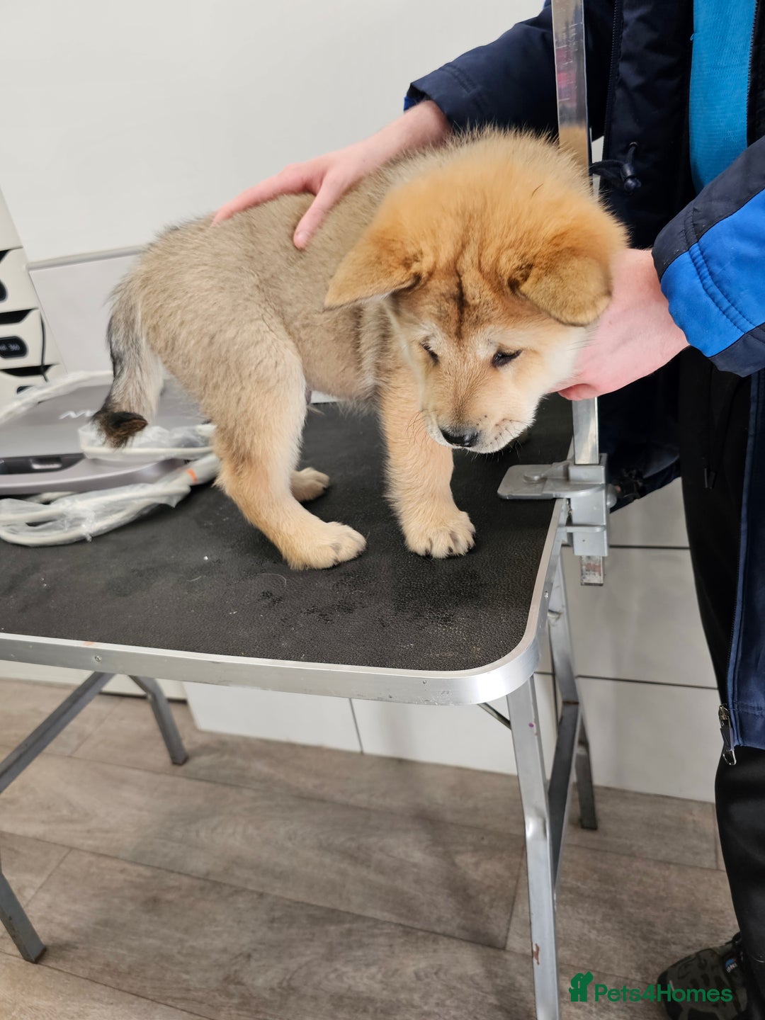 Mixed Breed dogs for sale: Chowsky puppies ready to go chow x siberian husky - Advert 24