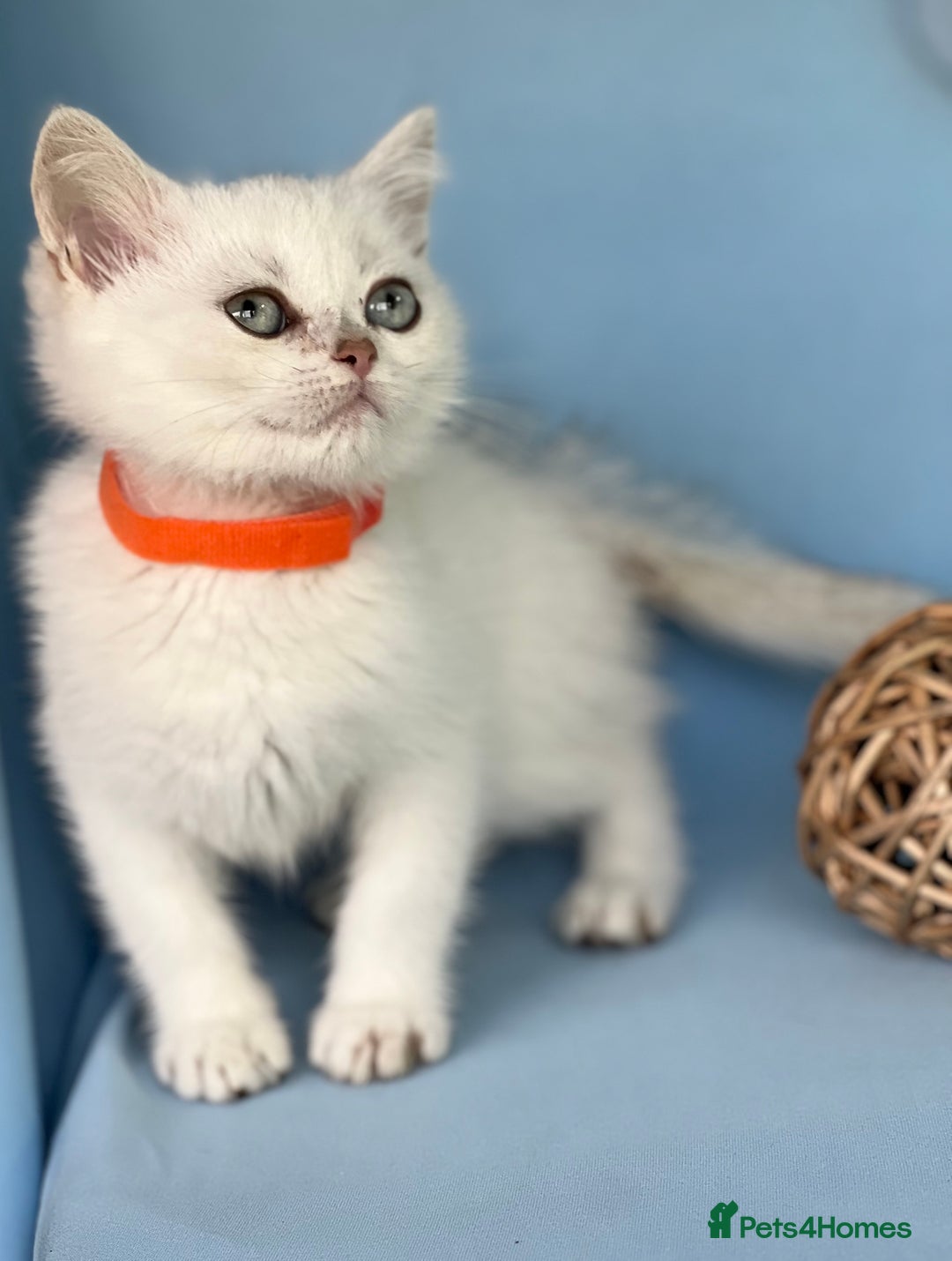 British Shorthair cats for sale: Stunning British shorthair kittens AN 12 GCCF  - Image 15