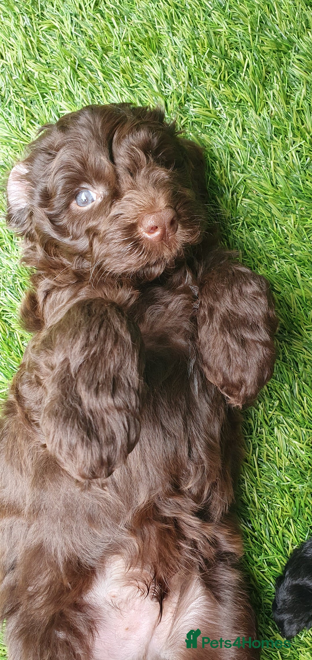 Australian Labradoodle dogs for sale: Health-tested Australian Labradoodle puppies - Image 32