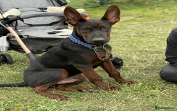 Mixed Breed dogs for sale: Laizhou Hong (Chinese red dog) puppies  in Rotherham - Image 1