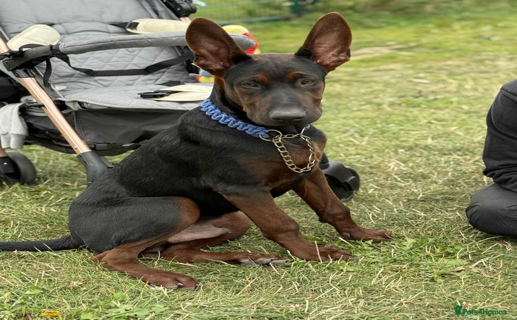 Mixed Breed dogs in Rotherham - Advert 6