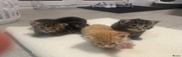 Mixed Breed cats for sale: Litter of 5 kittens - Advert 7