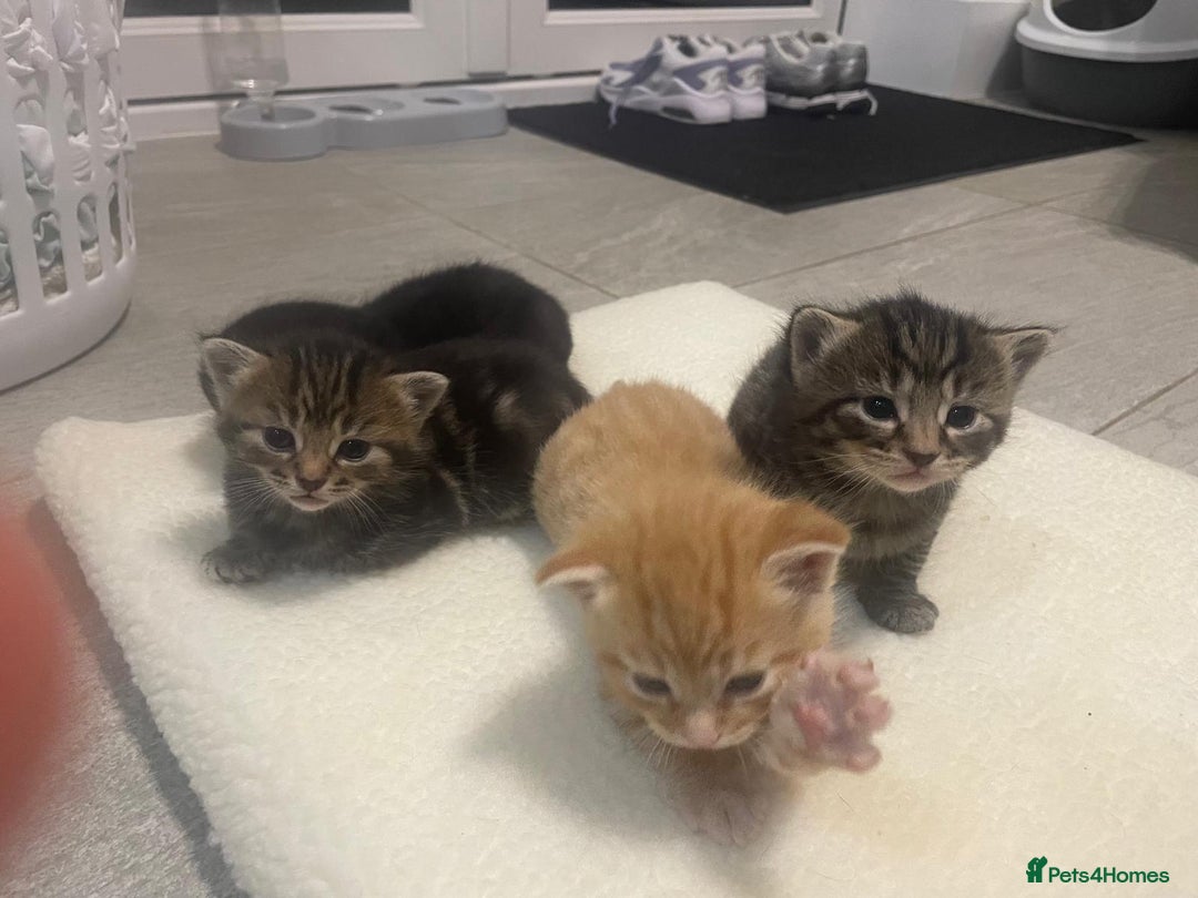 Mixed Breed cats for sale: Litter of 5 kittens - Advert 7