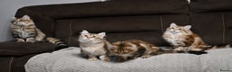 Siberian cats for sale: Siberian From Tunguska House Cattery - Advert 4