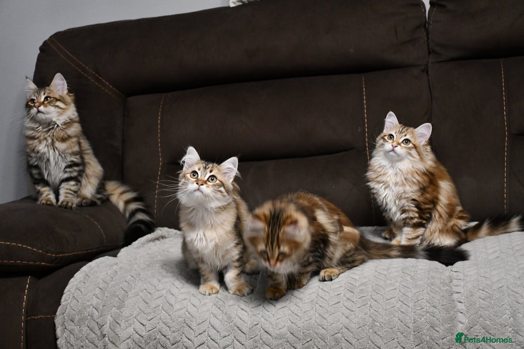 Siberian cats for sale: Siberian From Tunguska House Cattery - Advert 4