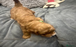 Cavapoo dogs for sale: 7 gorgeous F1b Cavapoo Puppies (4 girls & 3 boys)  - Image 19