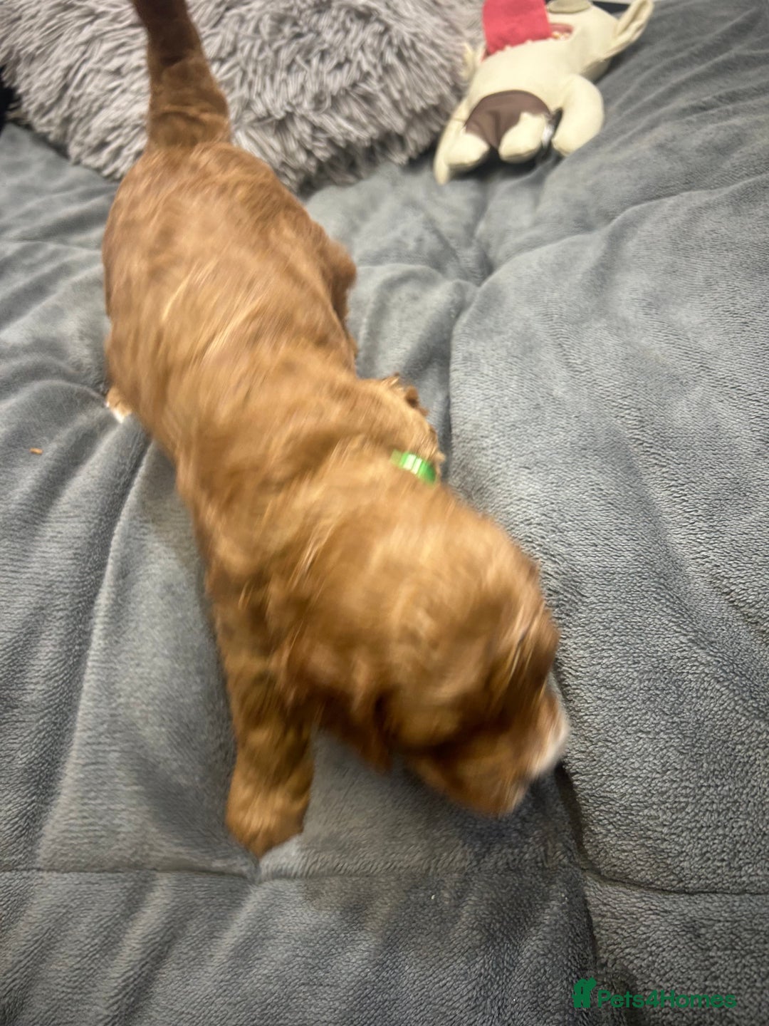 Cavapoo dogs for sale: 7 gorgeous F1b Cavapoo Puppies (4 girls & 3 boys)  - Image 19