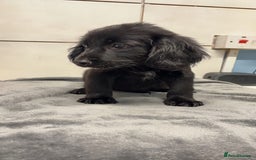 Mixed Breed dogs for sale: 2 stunning female puppies for sale! - Image 1