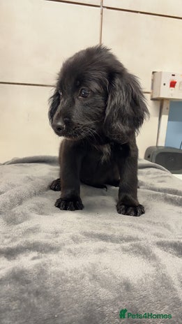 Mixed Breed dogs - Advert 2