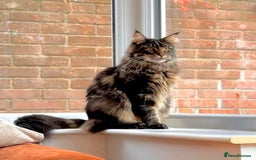 Maine Coon cats for sale: Beautiful Maine Coon Male - Image 10