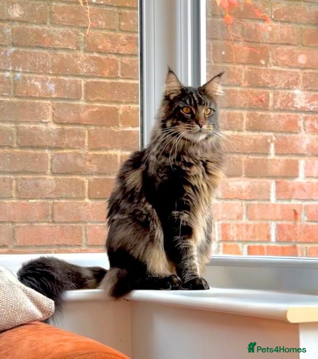 Maine Coon cats for sale: Beautiful Maine Coon Male - Image 10