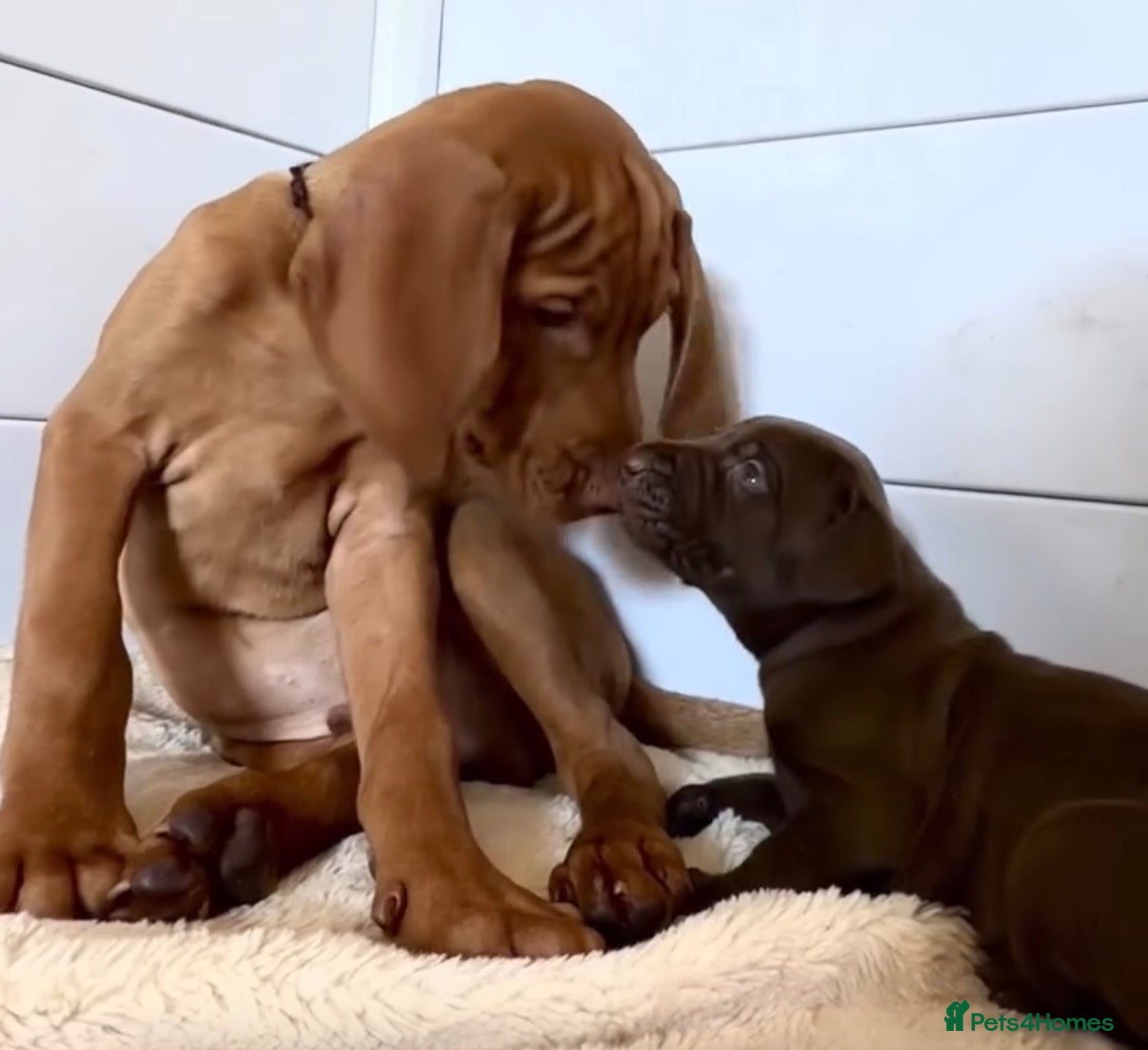 Mixed Breed dogs for sale: Weimaraner x Vizsla stunning pups  - Advert 2