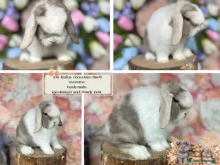 Mini Lop rabbits 🌟 PUREBRED PEDIGREE MINI LOPS🌟 - Advert 2