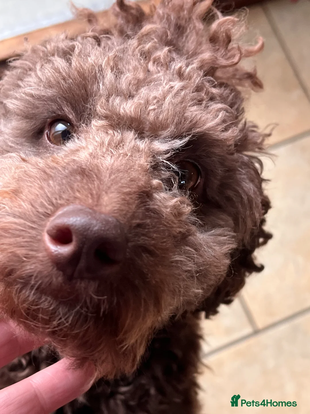 Mini Goldendoodle dogs for stud: Snickers available for stud - Advert 1