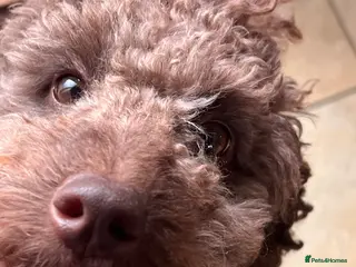 Mini Goldendoodle dogs Snickers available for stud - Advert 3