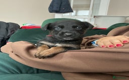 Belgian Shepherd Dog dogs for sale: 6 adorable Belgian malinois puppy's for sale  - Image 16