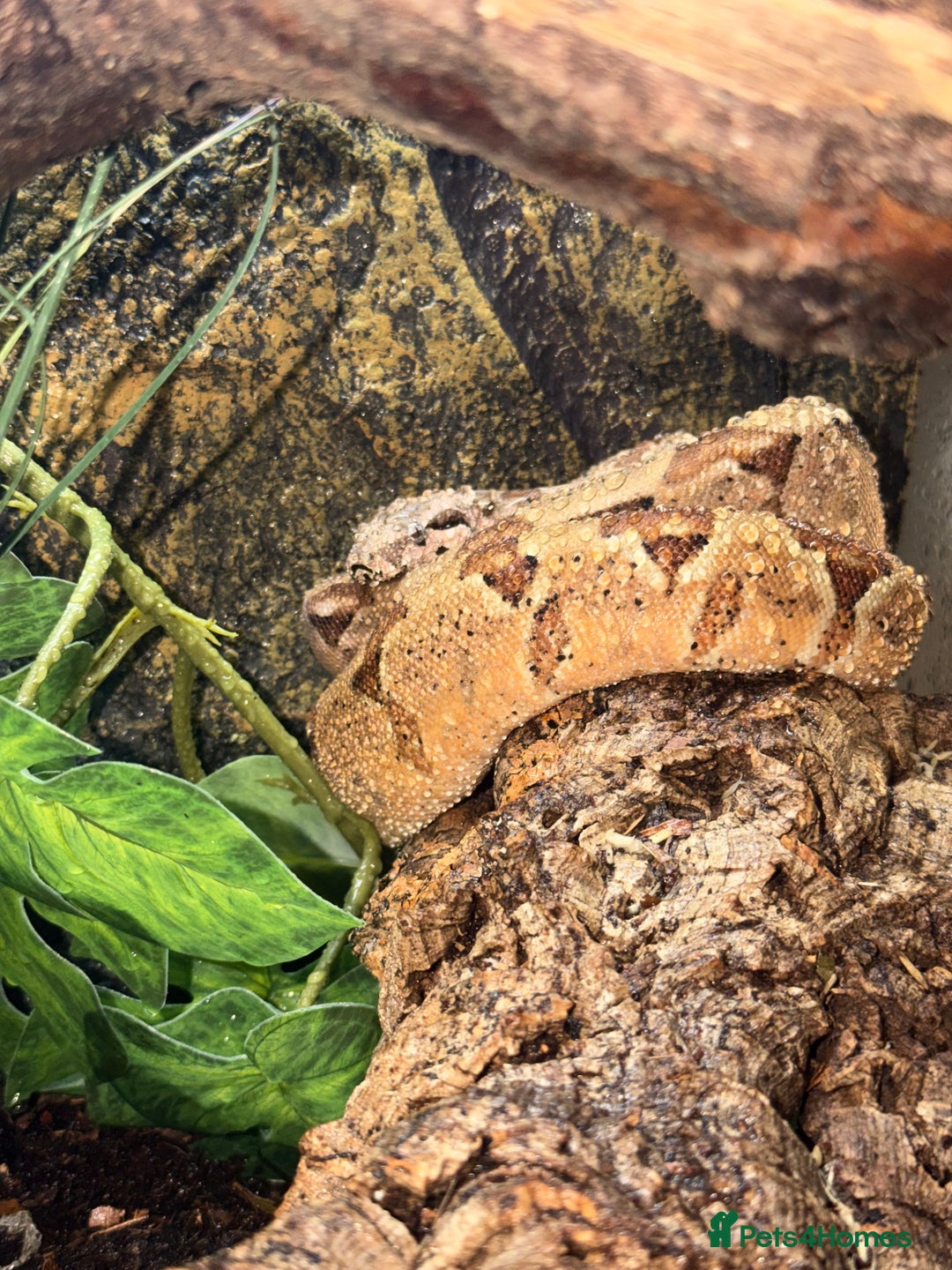 Boa Snake reptiles for sale: Boa constrictor  - Advert 1