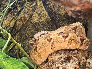 Boa Snake reptiles Boa constrictor - Advert 1