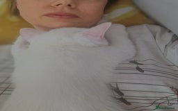 British Shorthair cats for sale: Striking snow white FLAMINGO BSH in London - Image 11