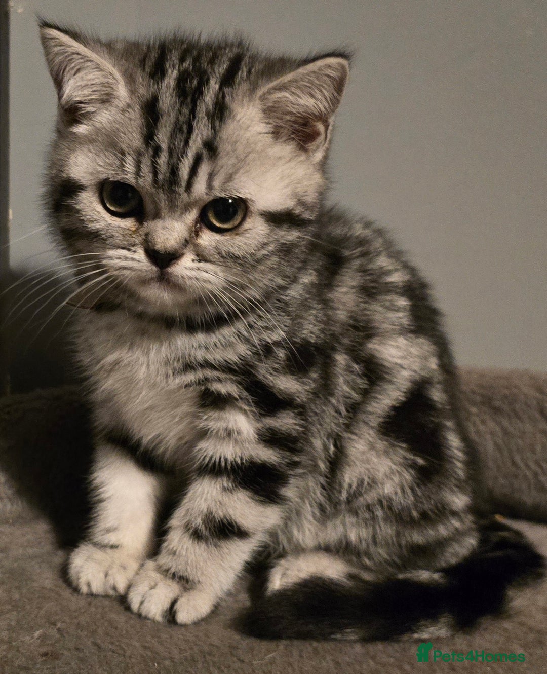 British Shorthair cats for sale: Last Beautiful bsh silver tabbie girl  - Advert 34