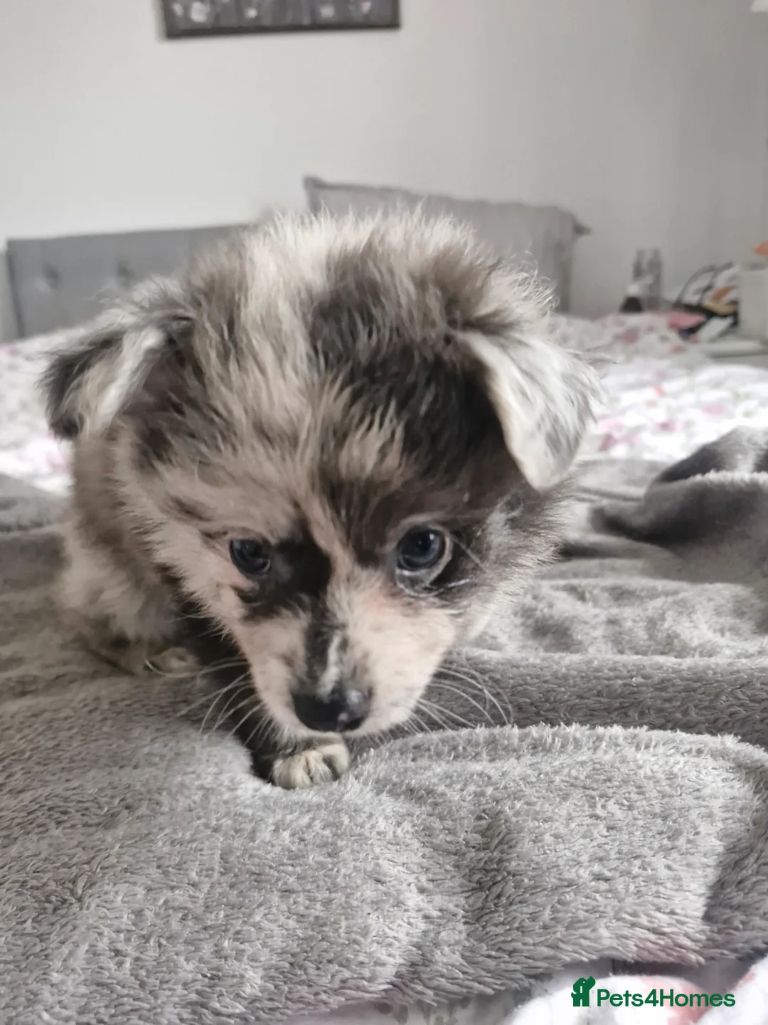 Pomapoo dogs for sale: ✨ Leo – Exceptional F1B Pomapoo Boy – 1,800 ✨ - Advert 6