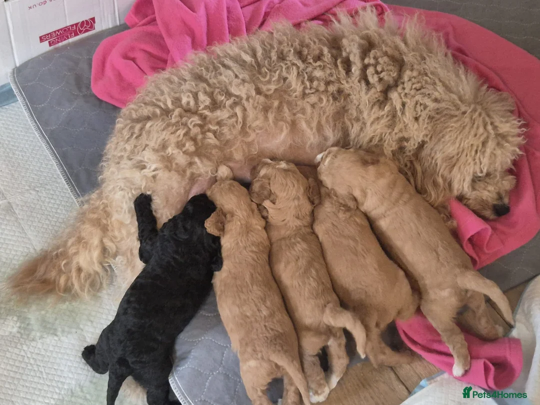 Mixed Breed dogs for sale: gorgeous cockacavapoochon for sale!! - Advert 2