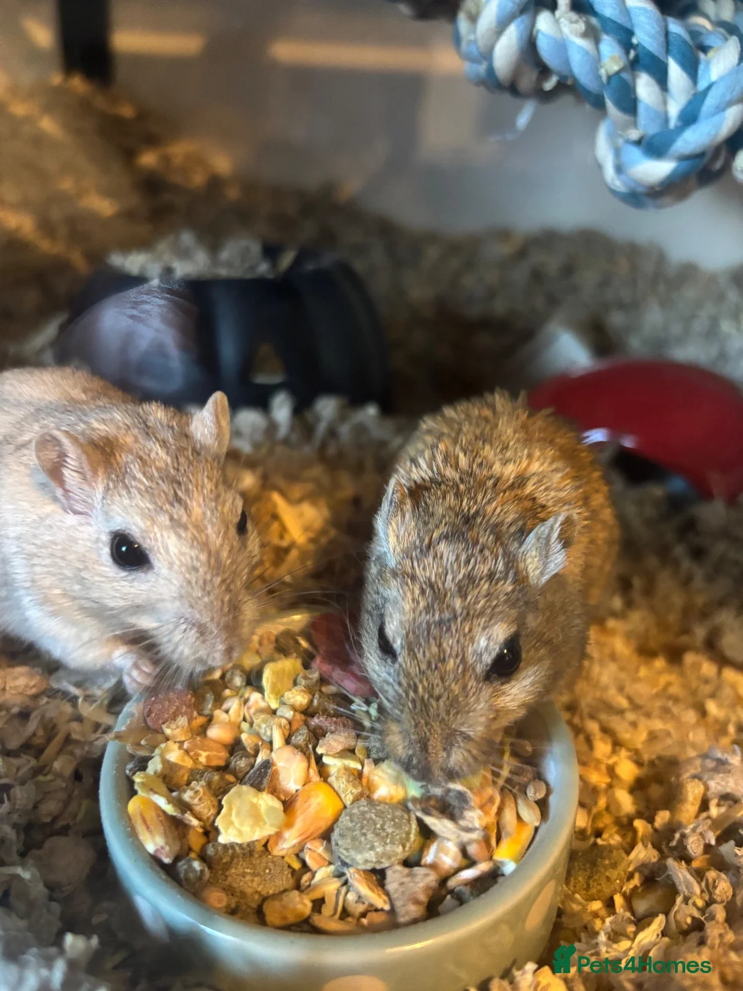 Gerbil rodents for sale: 2 Bonded male gerbils  - Advert 2