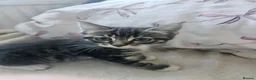 Mixed Breed cats for sale: 3 gorgeous kittens  - Advert 9