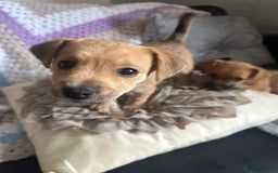 Mixed Breed dogs for sale: Lakeland/patterdale cross Jackchi puppies  - Image 17