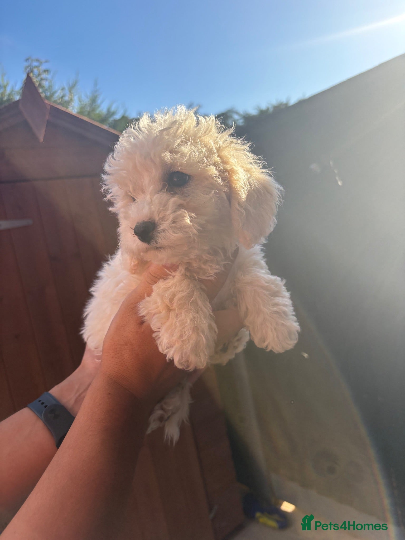 Cavapoo dogs F2 Cavapoo puppies for sale - Advert 13