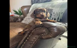 Dachshund dogs for sale: dachshund puppies - Image 5