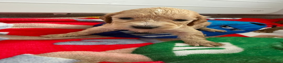 Cockapoo Puppy 2